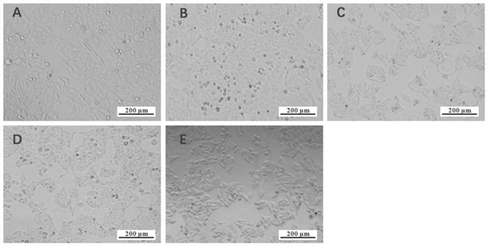 Preparation method and antioxidant application of taro flower ethanol extract