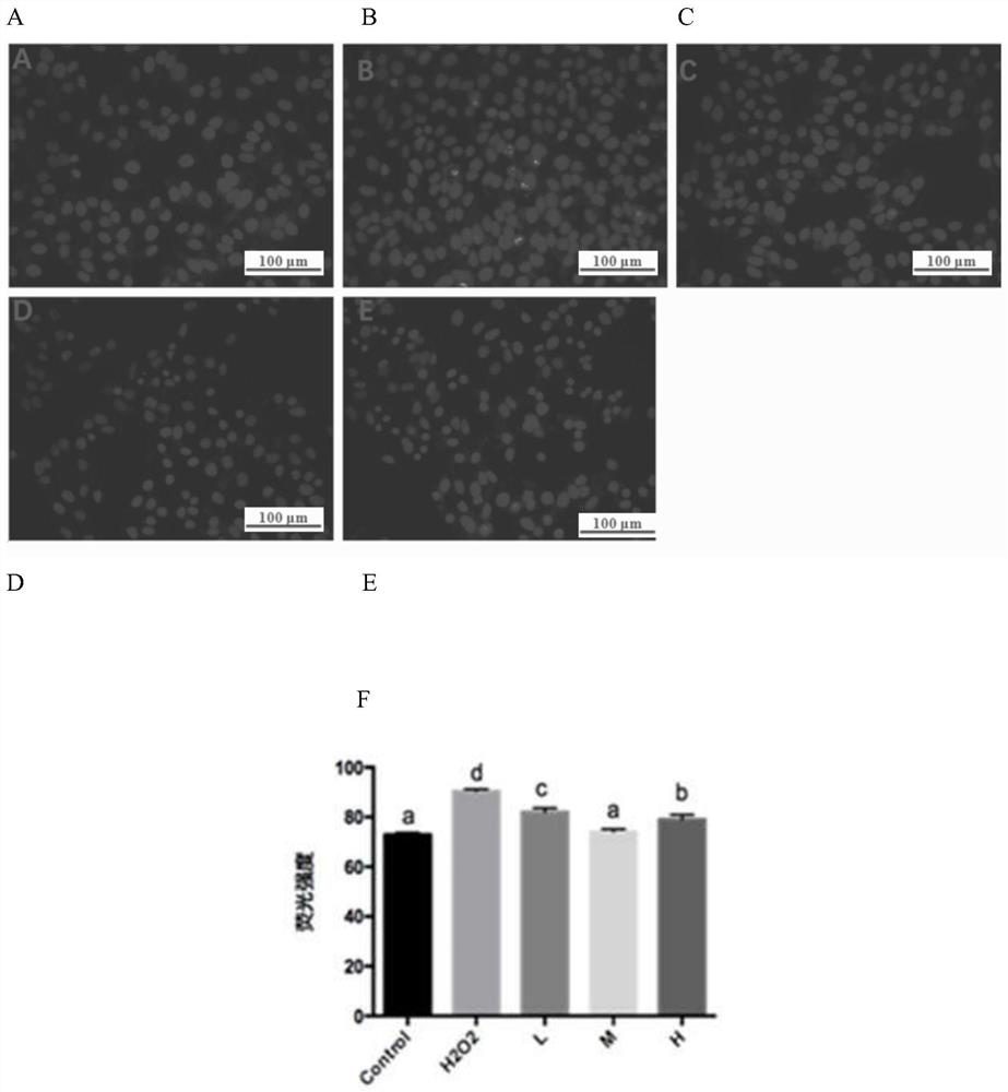 Preparation method and antioxidant application of taro flower ethanol extract