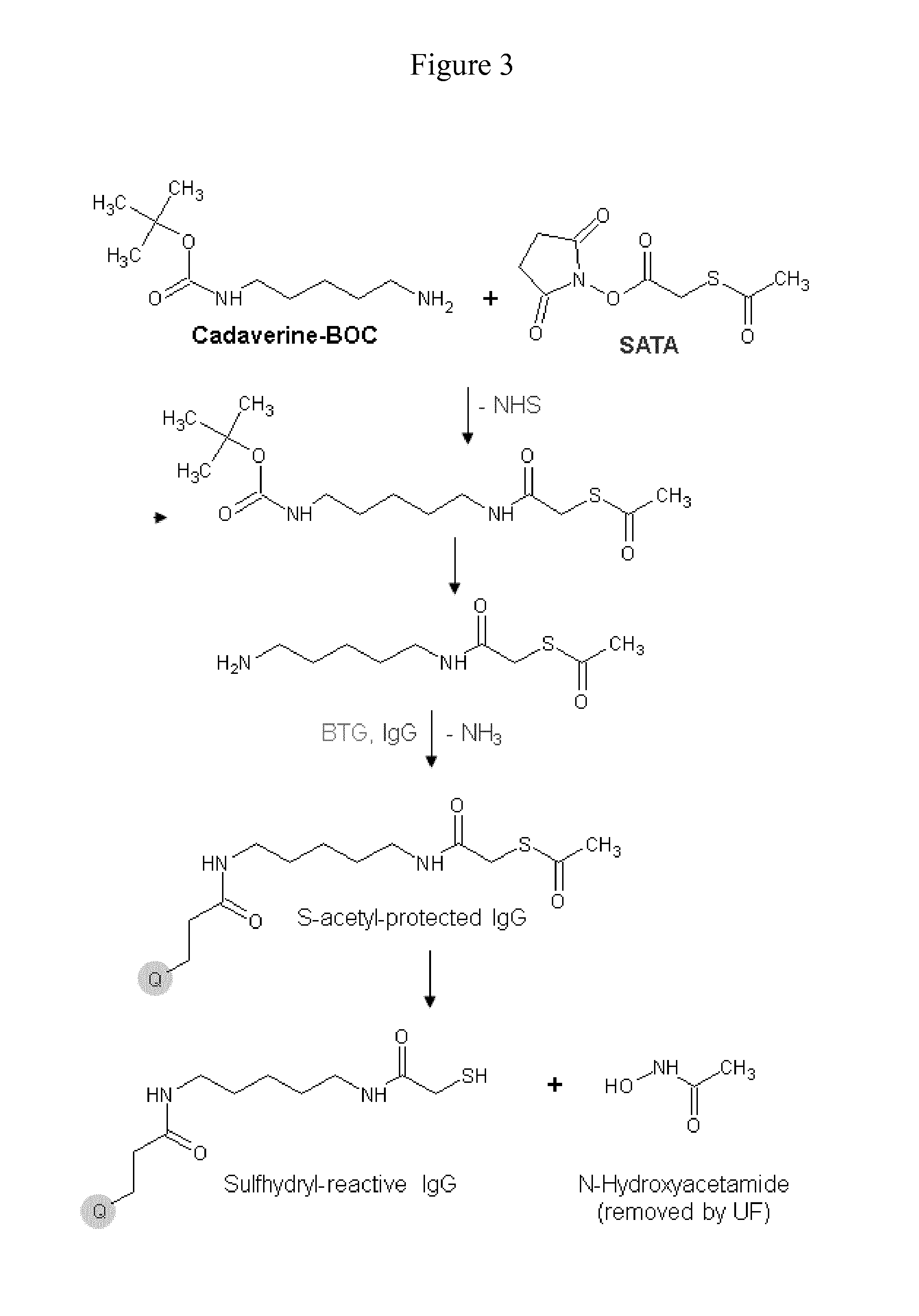 Screening of conjugated antibodies