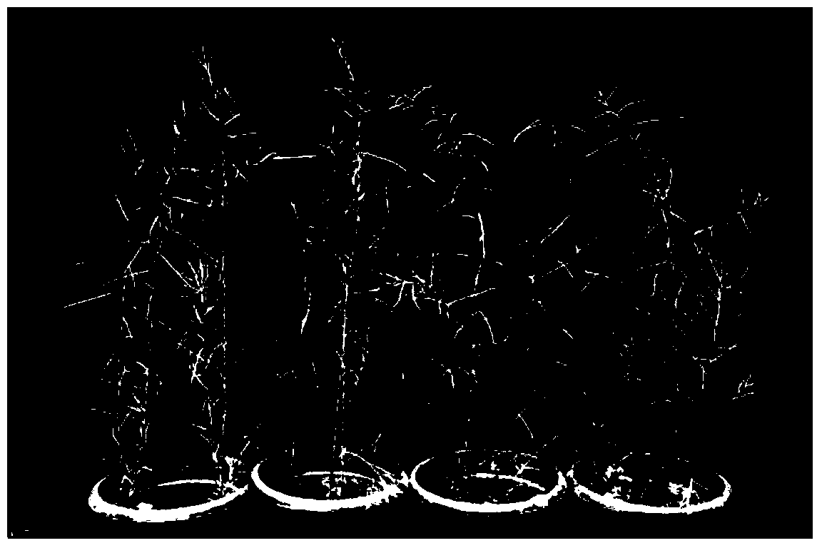 Method for studying populus diversifolia gene by using multi-reference-gene combination