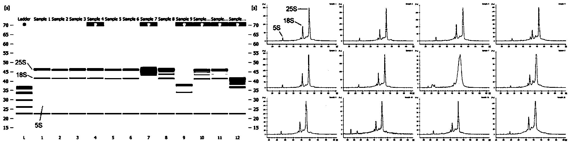 Method for studying populus diversifolia gene by using multi-reference-gene combination