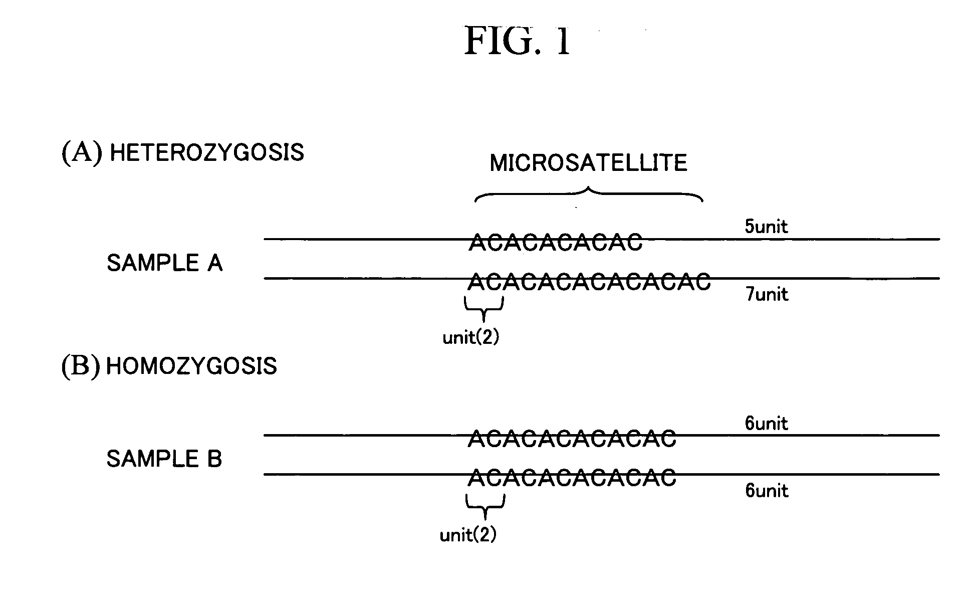 Gene information processing apparatus and gene information display apparatus