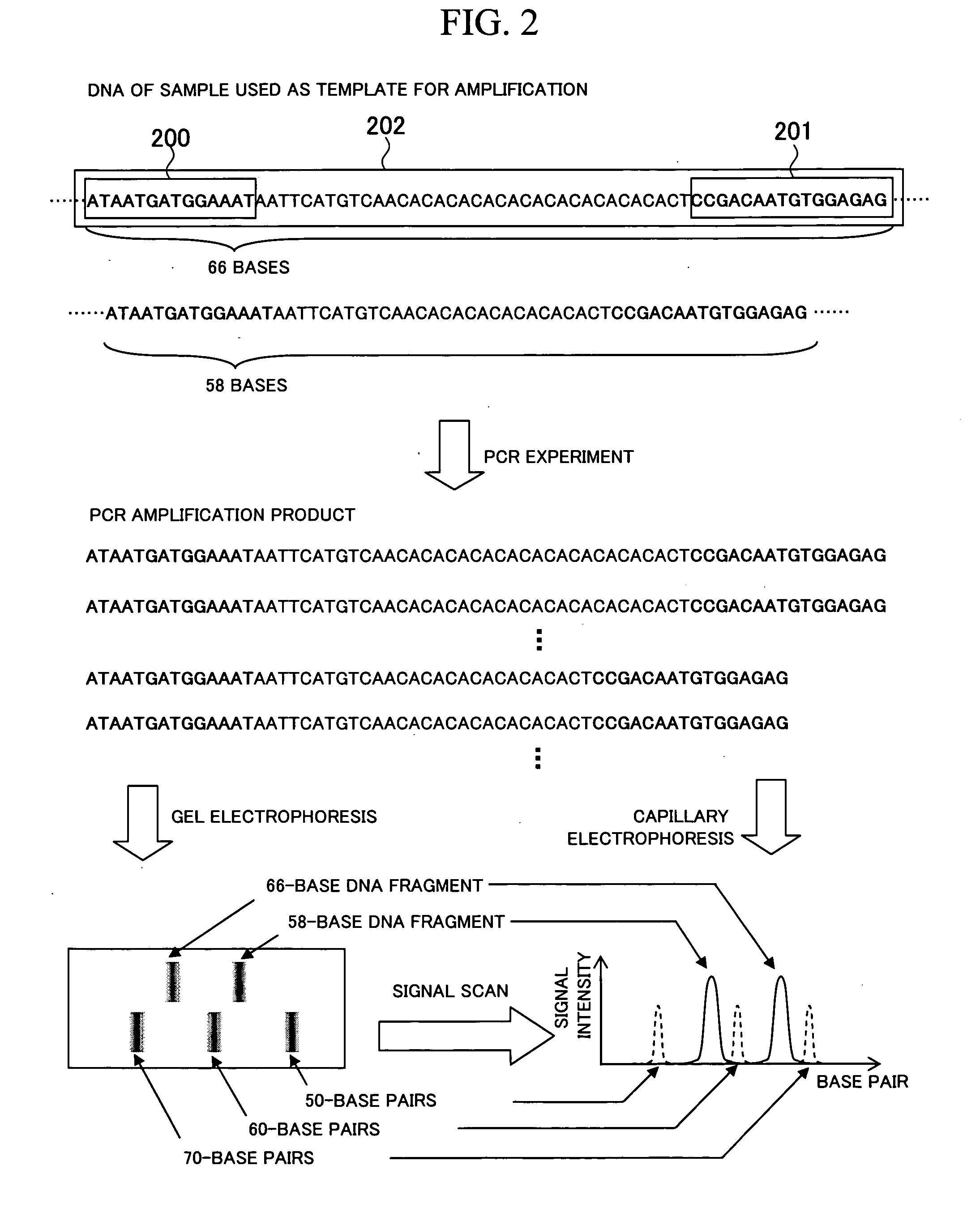 Gene information processing apparatus and gene information display apparatus