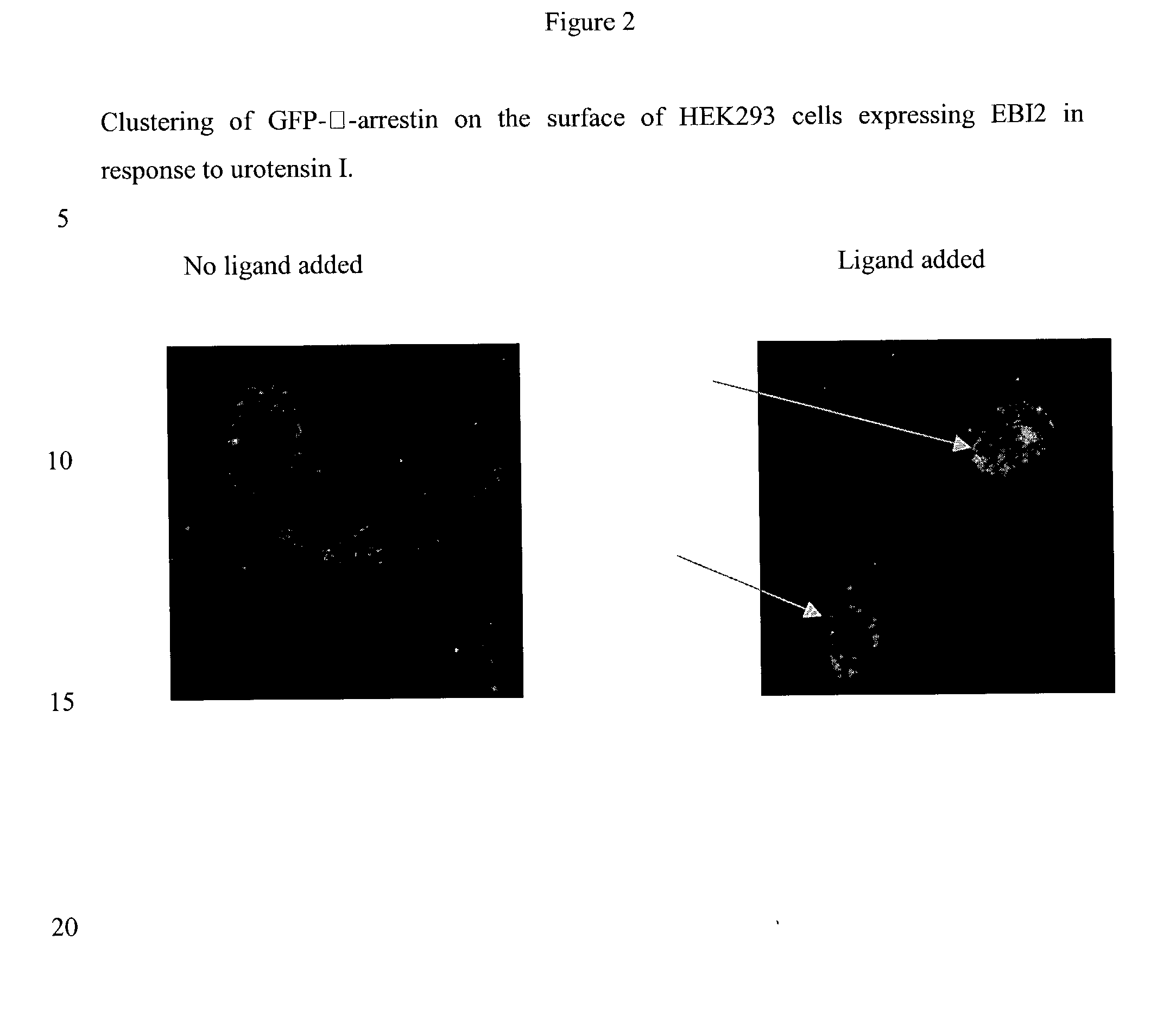 Neuropeptide receptor and uses thereof