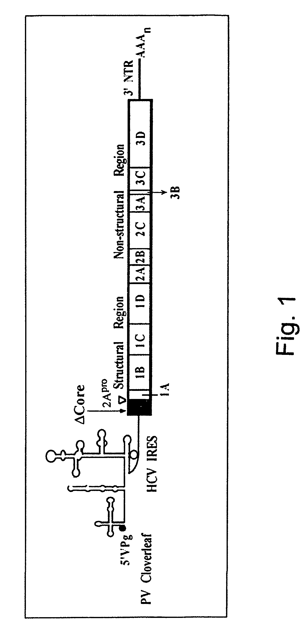 Methods for treating hepatitis C