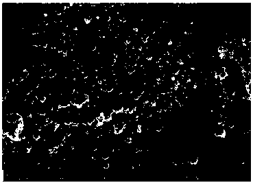 Lycium barbarum polysaccharide modified nano particle preparation and anti-tumor activity research