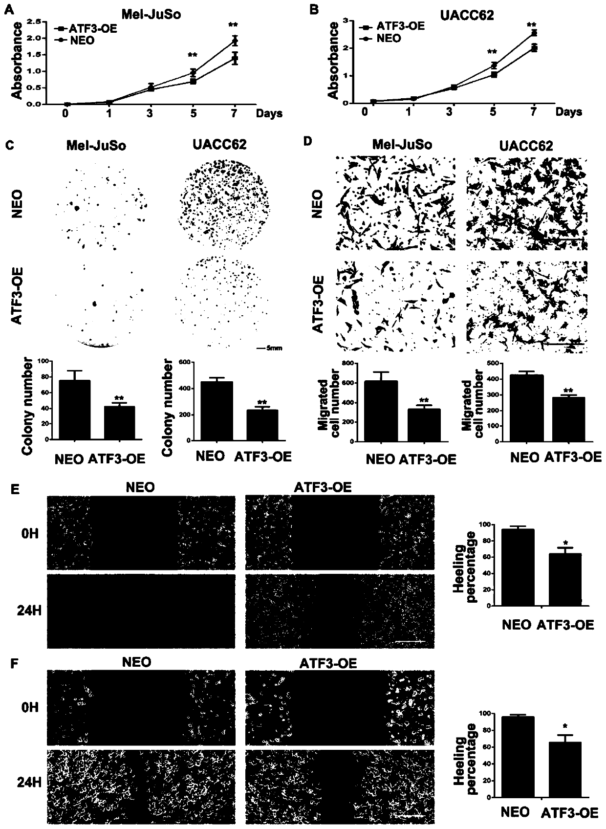 Applications of dermal fibroblasts in treating melanomas