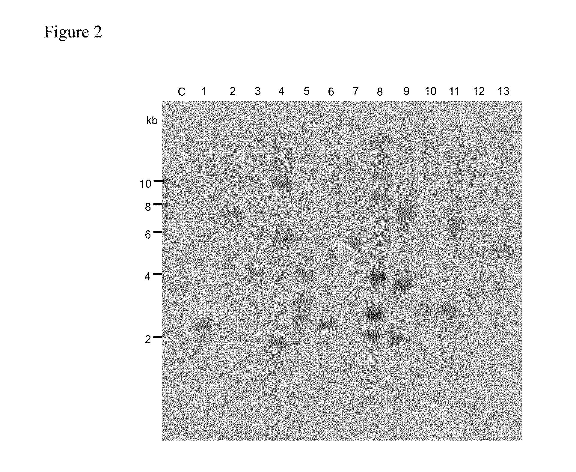 Agrobacterium-mediated method for producing transformed plant