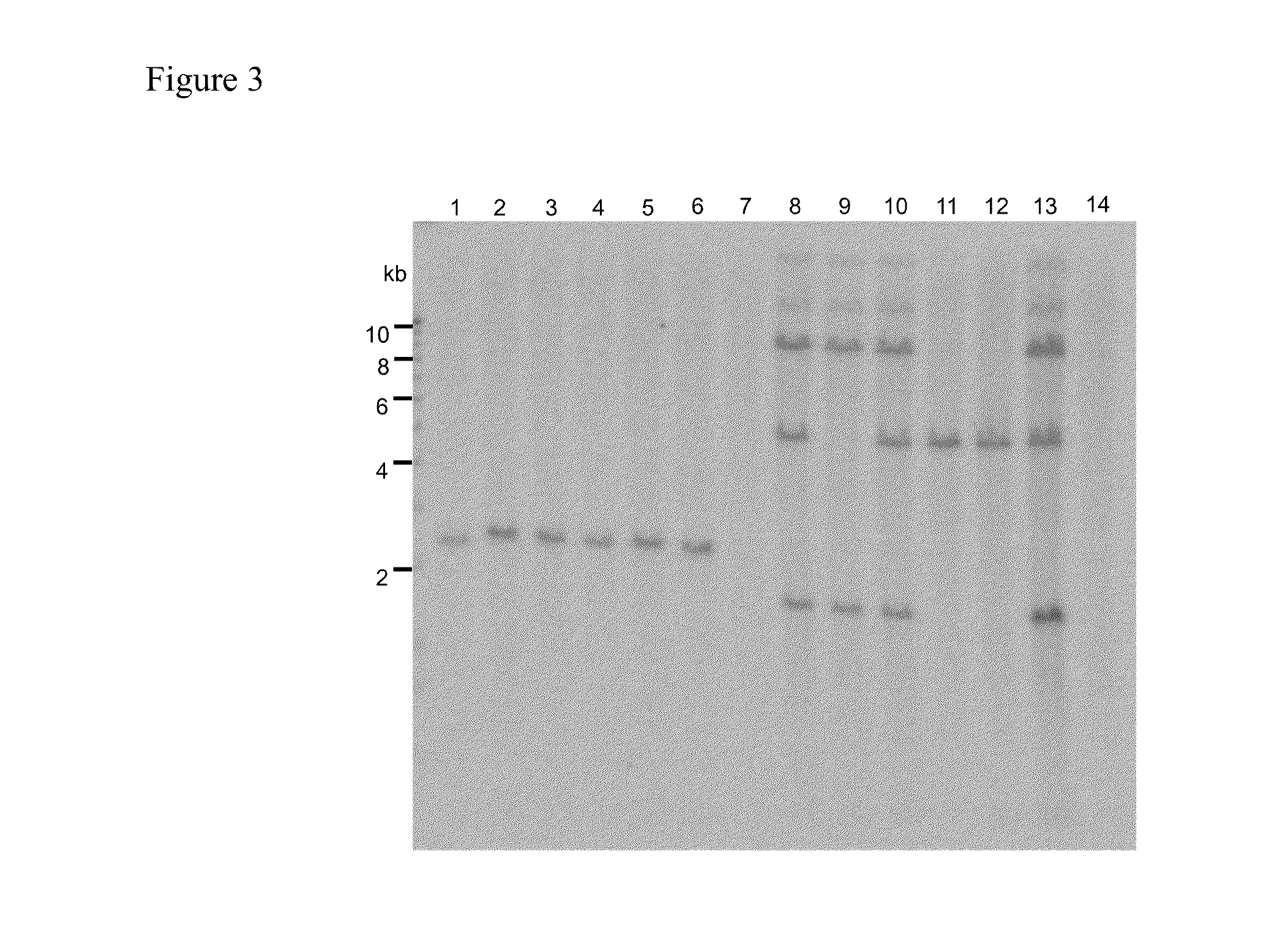 Agrobacterium-mediated method for producing transformed plant