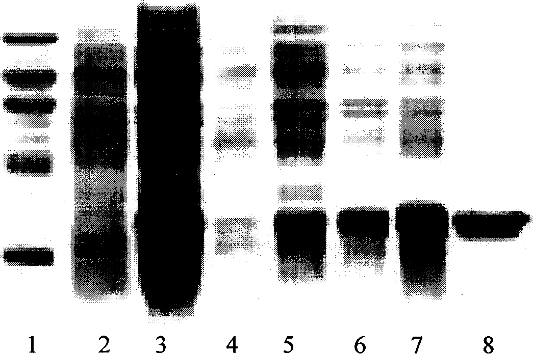 IL-18 mutant polypeptide as well as preparation and usage