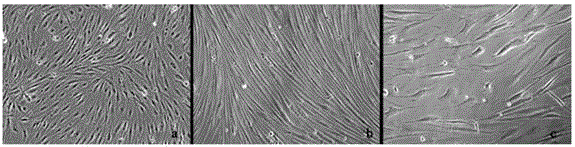 Anguilla anguilla liver cell line and construction method and application thereof