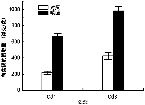 Manufacturing method for plant heavy metal enrichment accelerant based on pseudomonas syringae