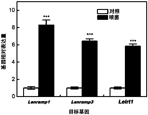 Manufacturing method for plant heavy metal enrichment accelerant based on pseudomonas syringae