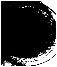 Aspergillus niger with dual-function of phosphorus-dissolving and bio-control as well as microorganism preparation and application