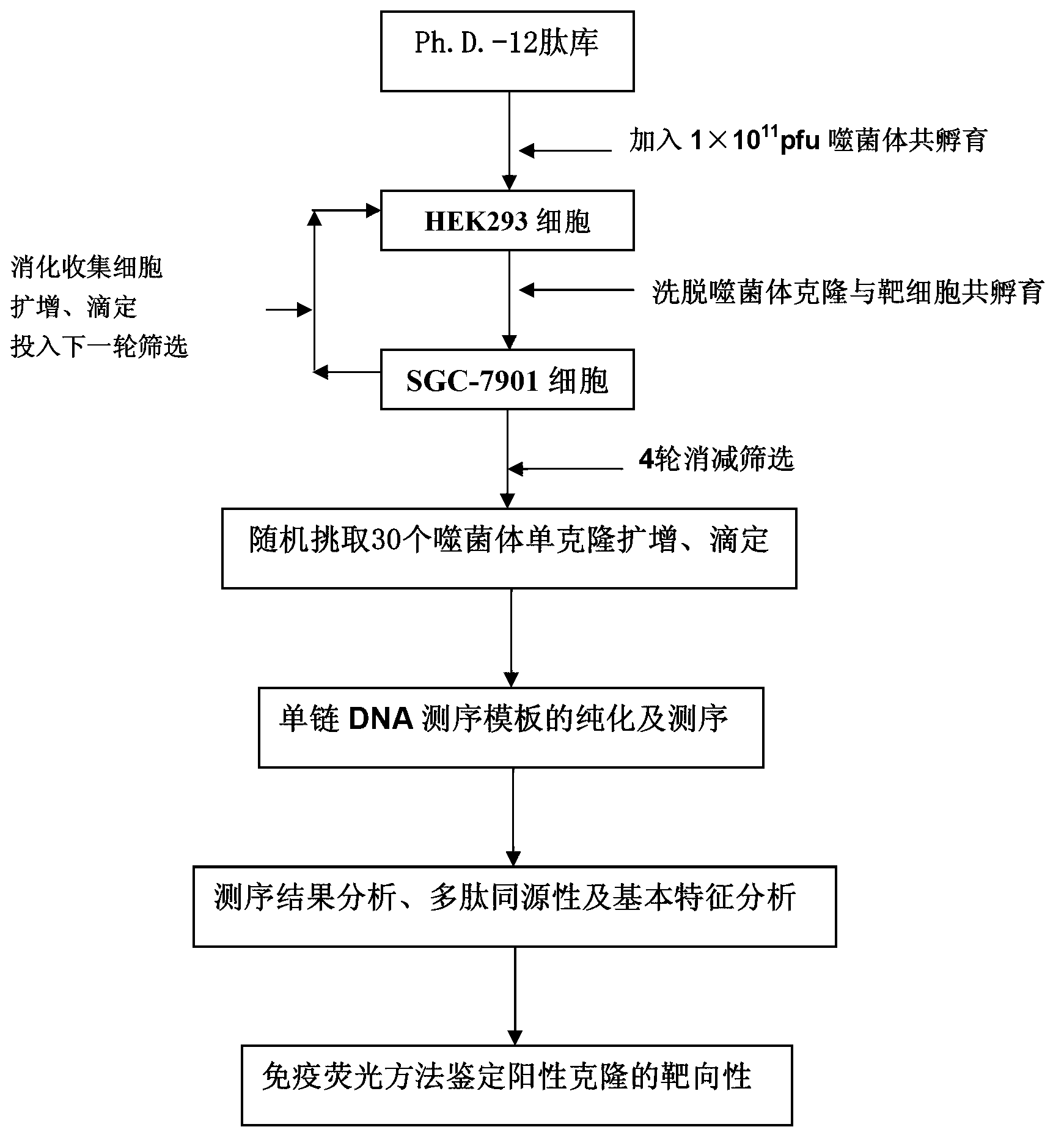 Polypeptide specifically bound to surface of SGC-7901 cell