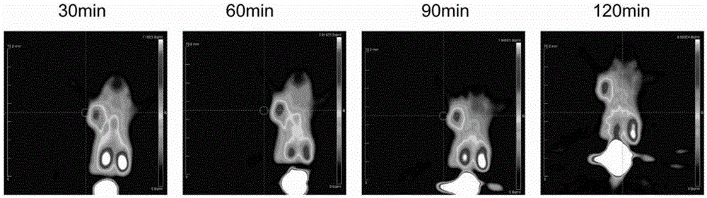 Novel tumor VEGFR-3 molecular photographic developer and application thereof