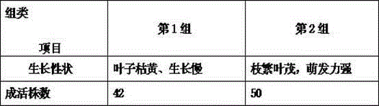 Nutrient soil for clivia minata and preparation method of nutrient soil