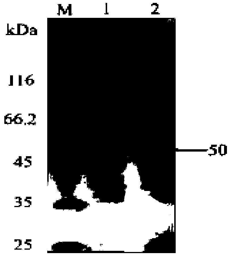 A kind of method utilizing recombinant subtilis proline aminopeptidase to degrade casein