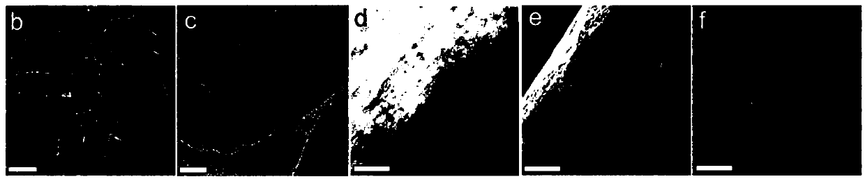 Grain-shaped liquid metal nanoparticles as well as synthetic method and application thereof