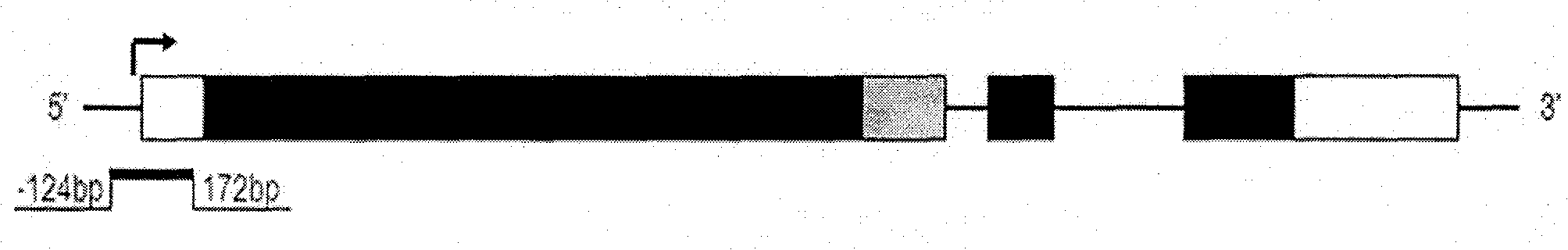 Methylation quantitative detection method of PCDH8 gene