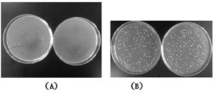 Antifreeze polypeptide prepared by utilizing alkaline protease to carry out enzymolysis on collagens from fish skins