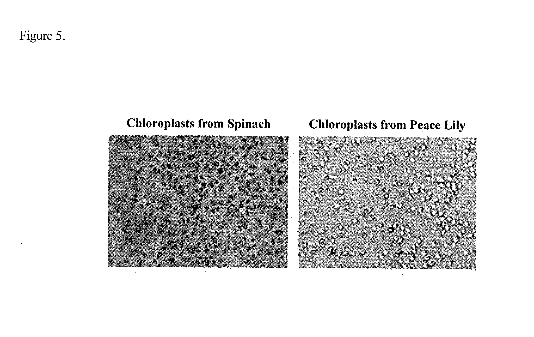 Rapid membrane isolation method for animal and plant samples