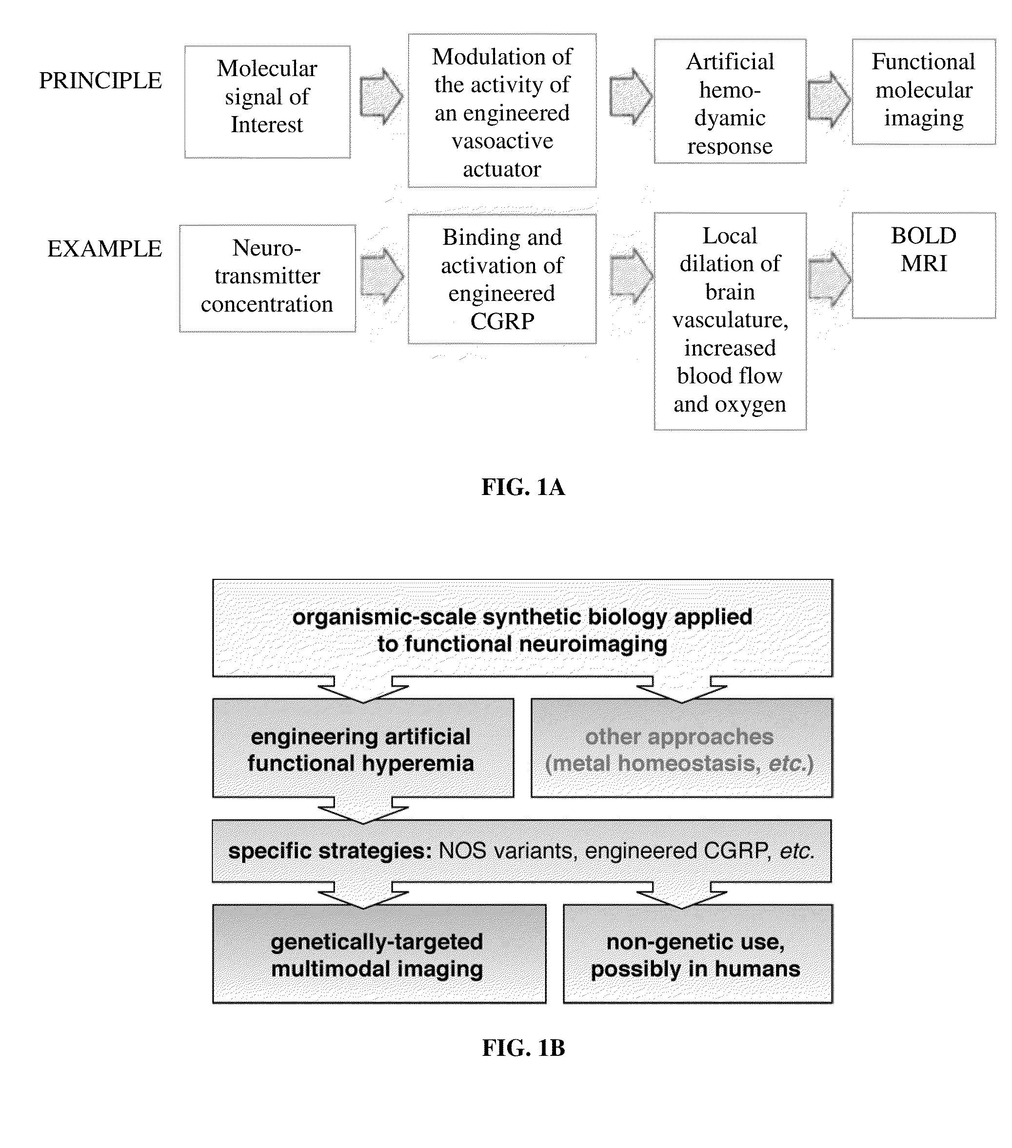 Molecular and cellular imaging using engineered hemodynamic responses