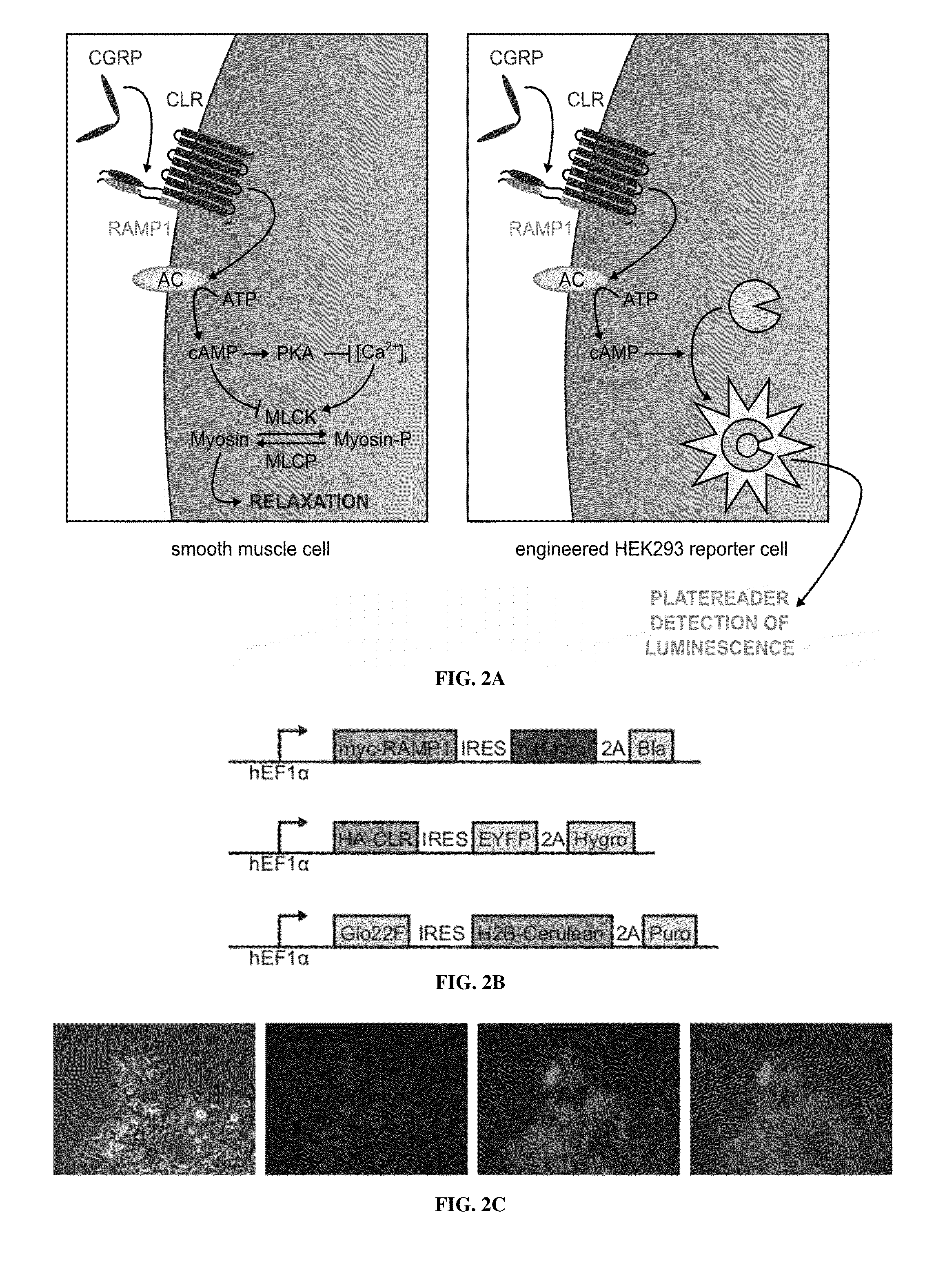 Molecular and cellular imaging using engineered hemodynamic responses