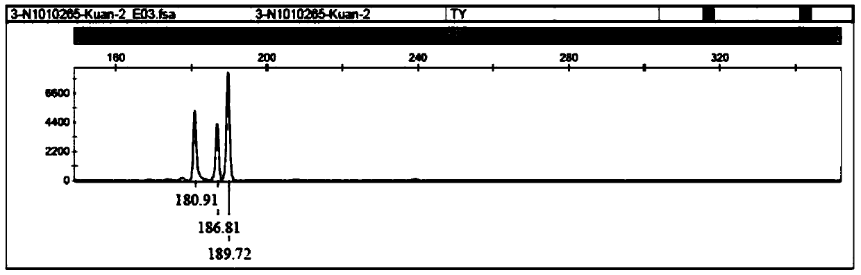 Quercus mongolica Fisch.ex Ledeb SSR molecular marker and corresponding primer and application thereof