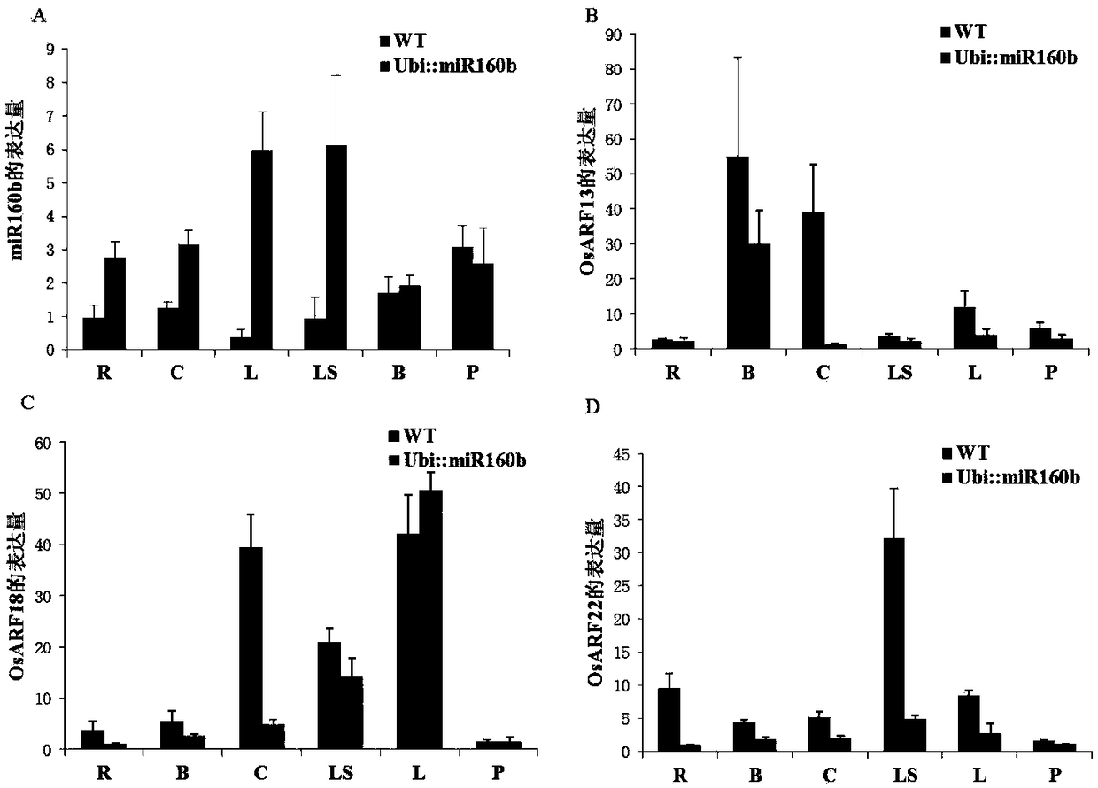 Application of rice mir160b gene in regulation of tiller angle