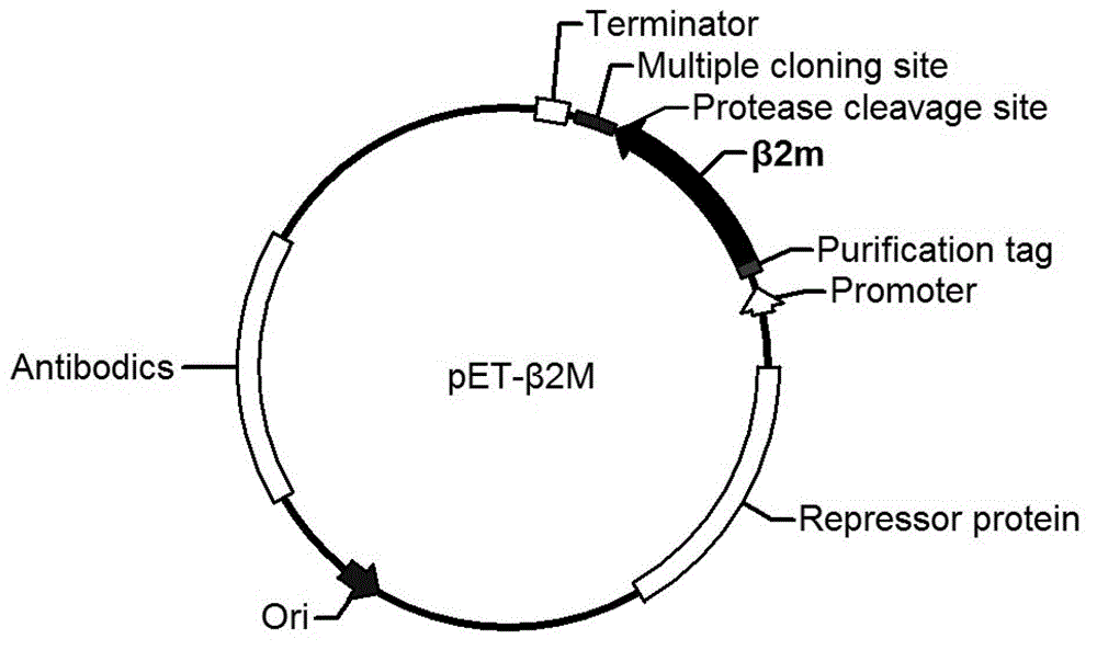 Fused type prokaryotic expression vector and construction method and application thereof