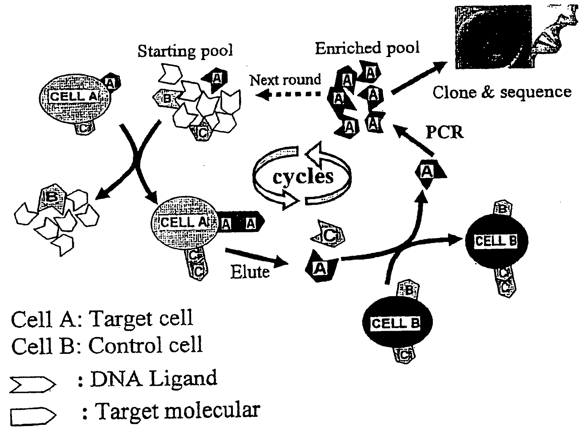 Methods for the production of highly sensitive and specific cell surface probes