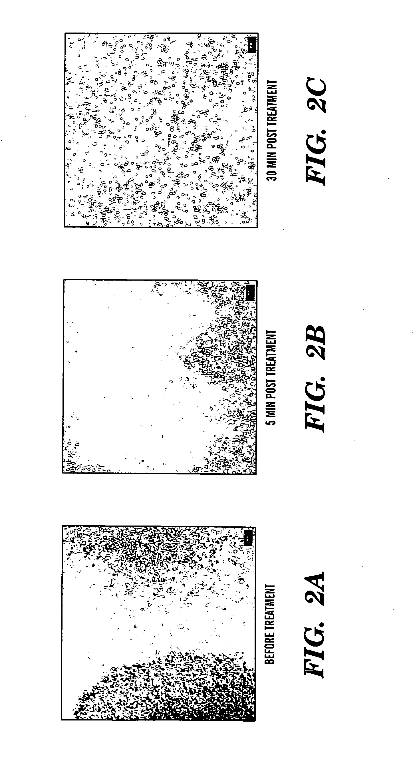 Induction of a physiological dispersion response in bacterial cells in a biofilm