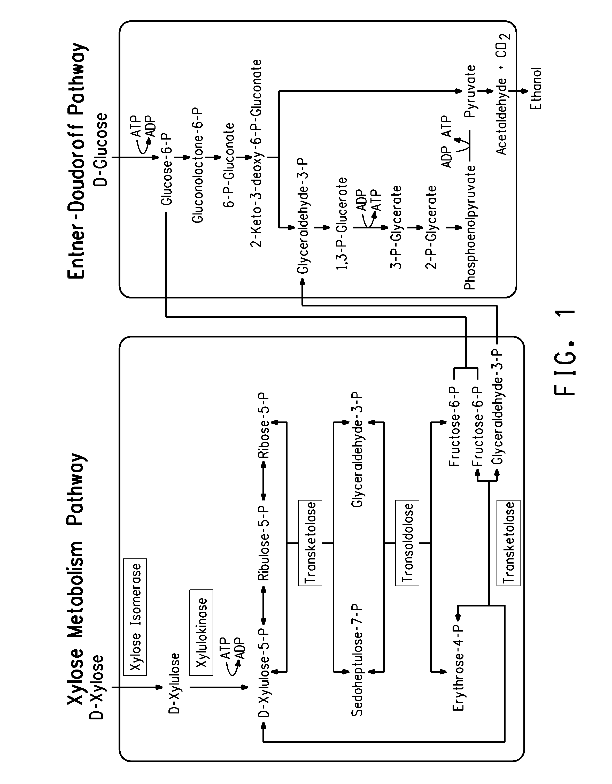 Ethanol production using xylitol synthesis mutant of xylose-utilizing zymomonas