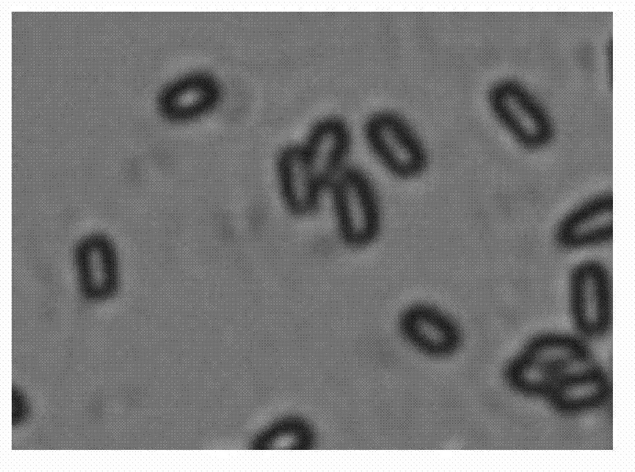 Bacillus amyloliquefaciens and application thereof