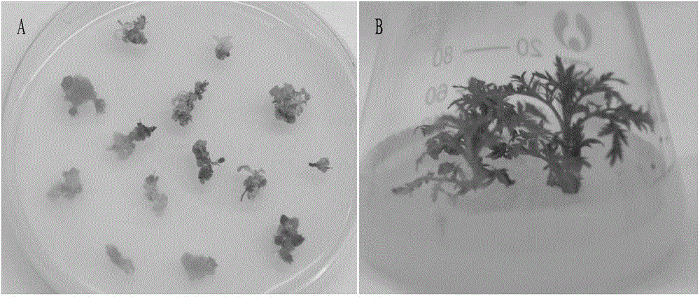 Transgenic breeding method of sweet wormwood