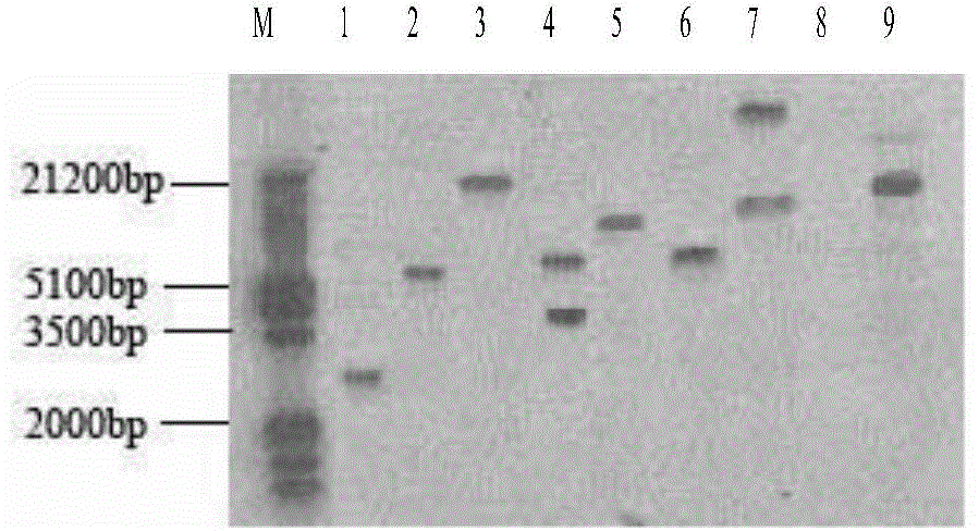 Transgenic breeding method of sweet wormwood