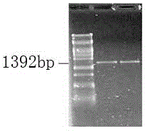 Preparation and detection method of pseudomonas aeruginosa algC gene clonal strains