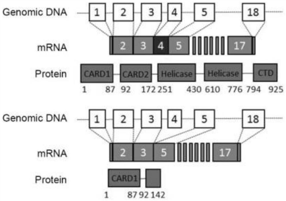 Application of reagent for detecting expression level of RIG-I-Shart in preparation of products for tumor diagnosis and/or prognosis