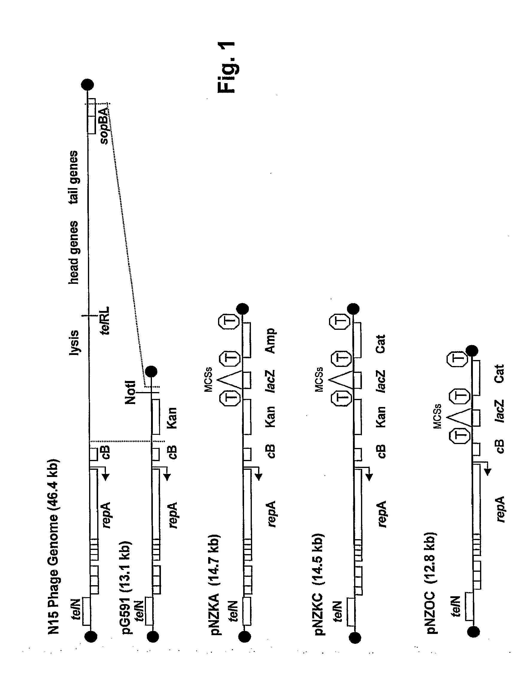 Linear vectors, host cells and cloning methods