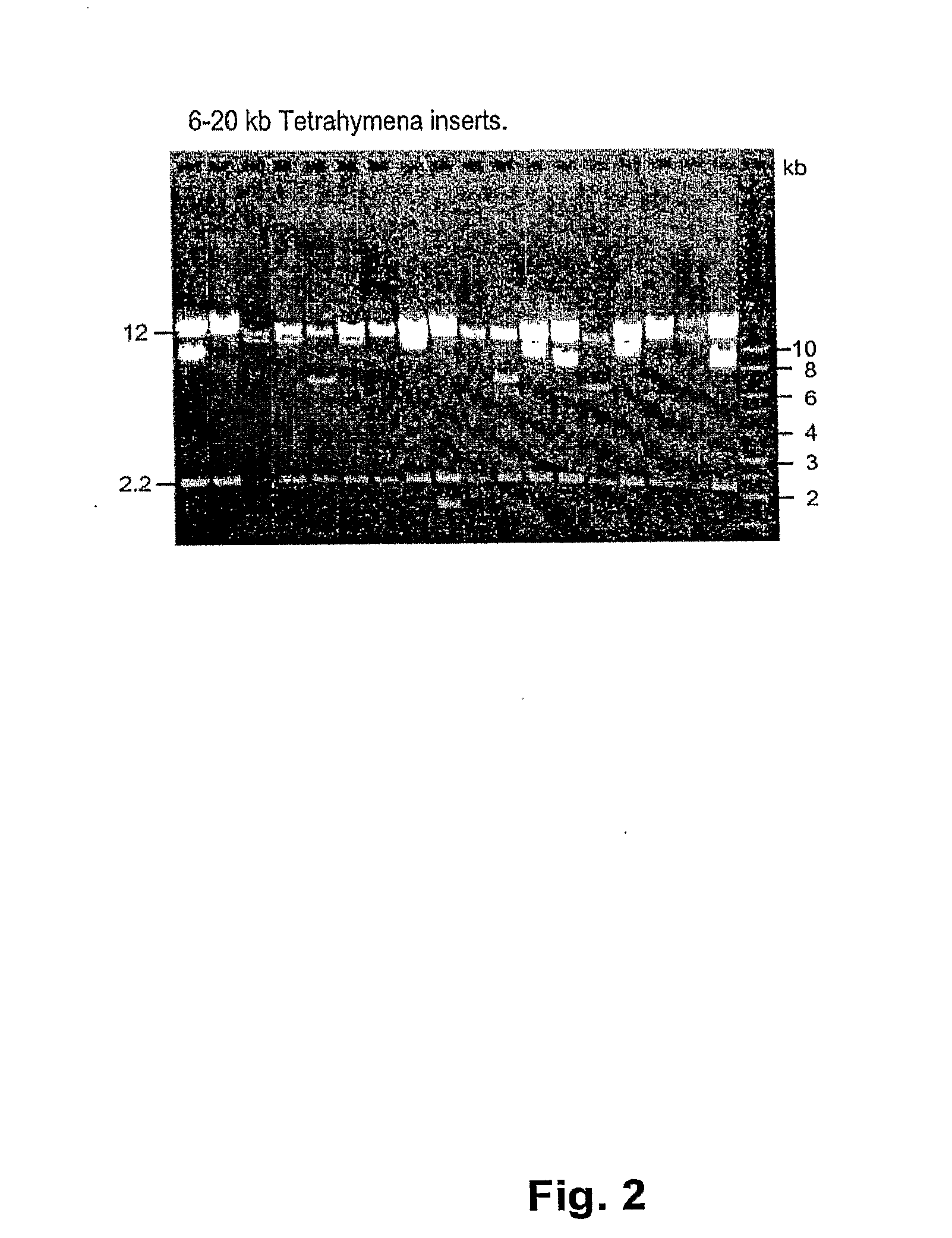 Linear vectors, host cells and cloning methods