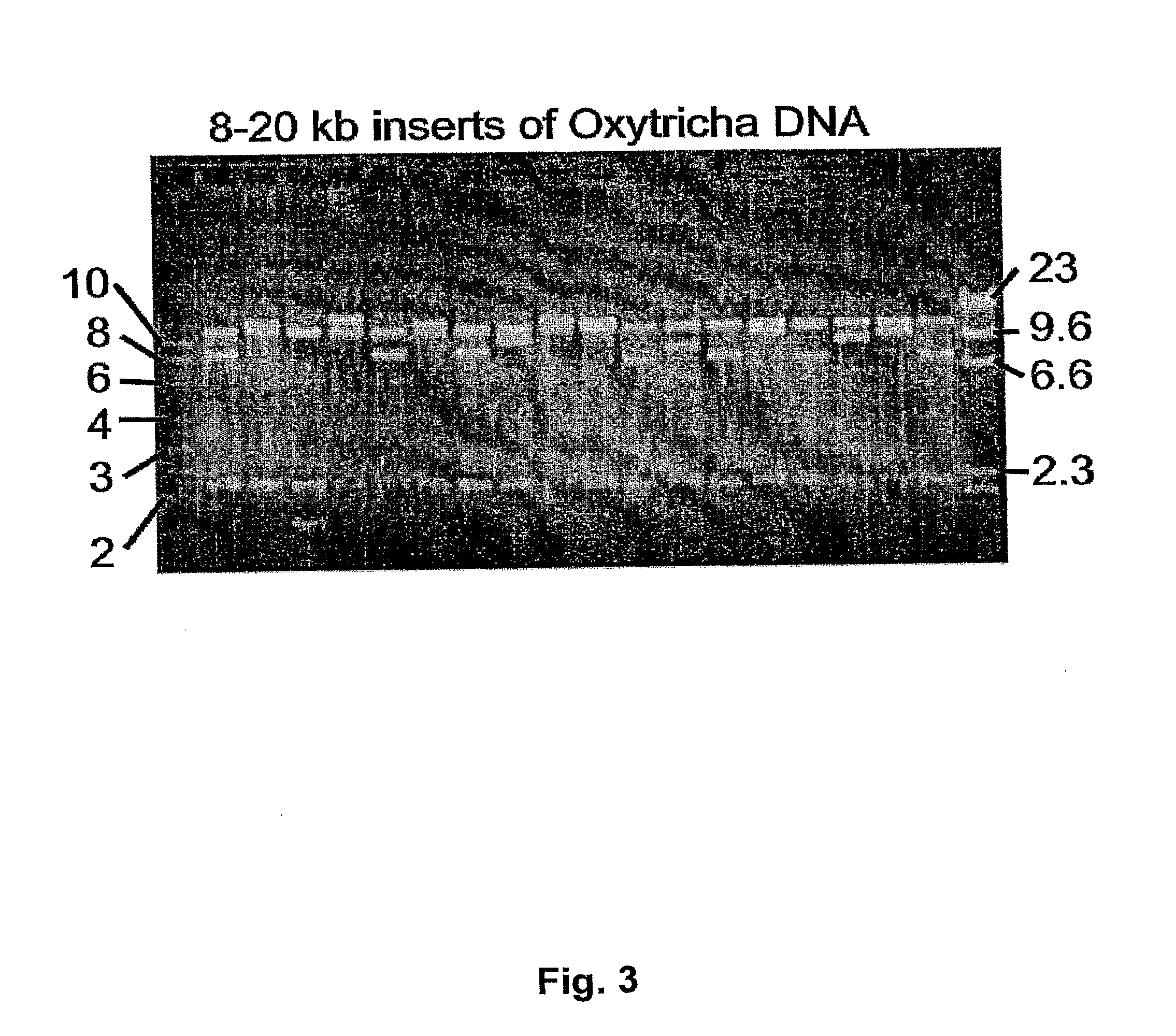 Linear vectors, host cells and cloning methods