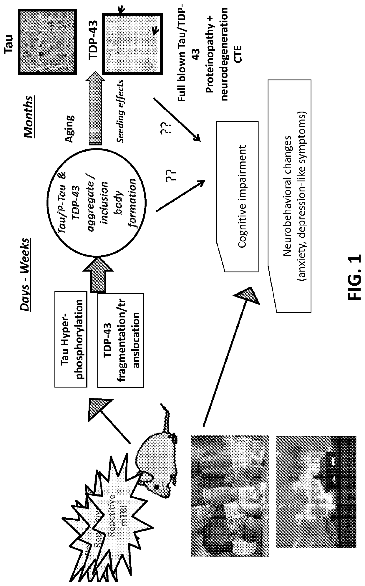 Protein biomarkers for acute, subacute and chronic traumatic injuries of the central nervous system