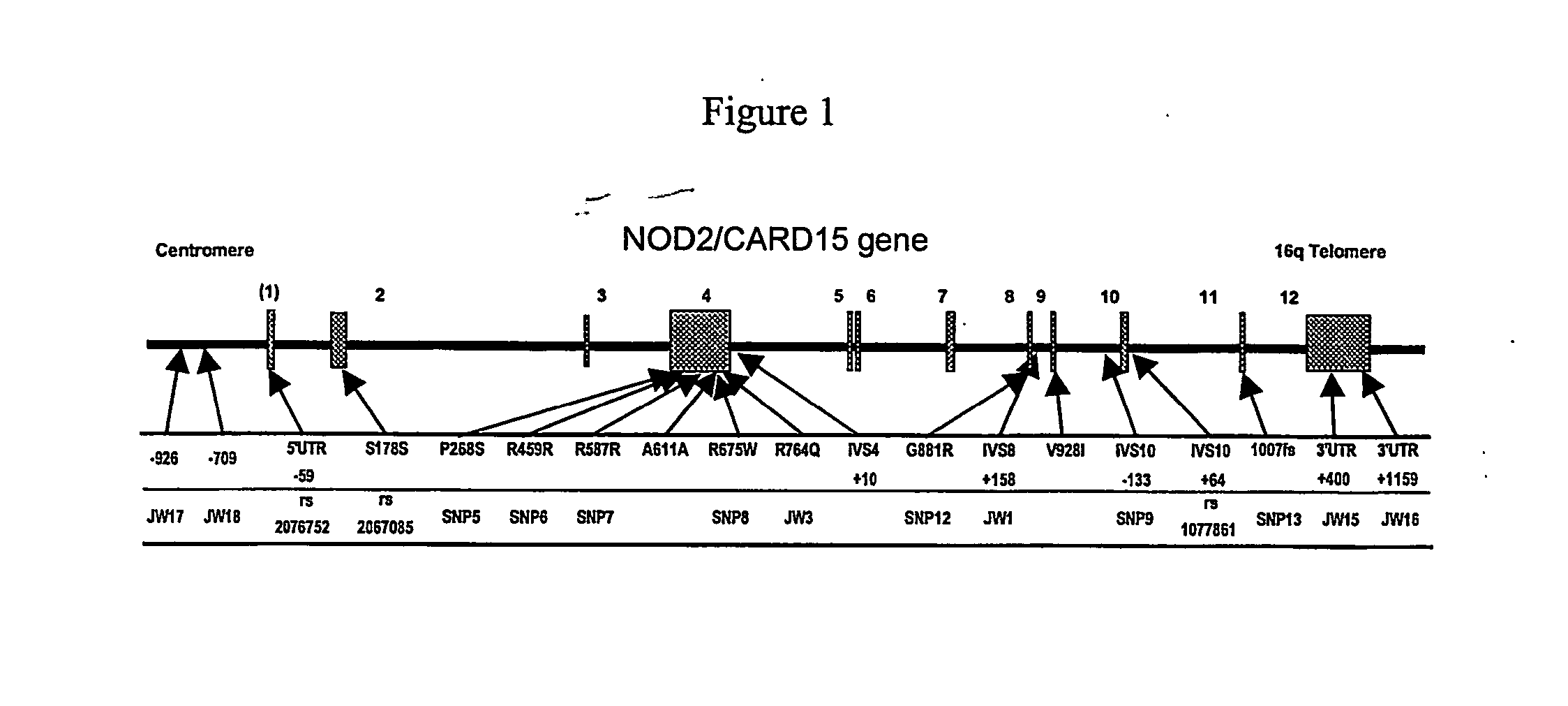 Mutations in nod2 are associated with fibrostenosing disease in patients with crohn's disease