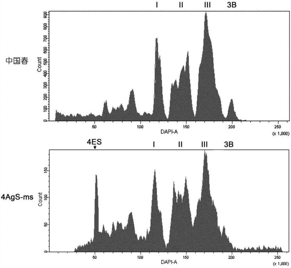 Wheat fertility-restoring gene and application thereof