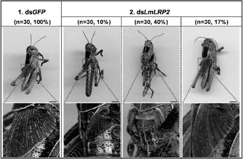 Low-density lipoprotein receptor related gene 2 LmLRP2 of migratory locust and application of dsRNA of gene in prevention and control of migratory locust