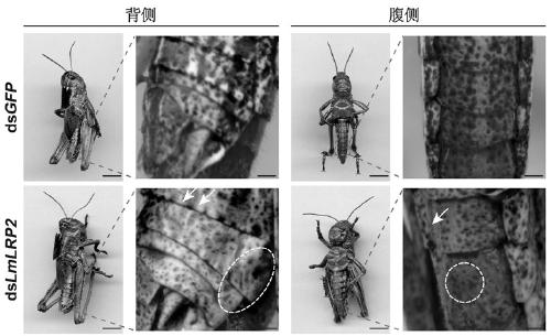 Low-density lipoprotein receptor related gene 2 LmLRP2 of migratory locust and application of dsRNA of gene in prevention and control of migratory locust