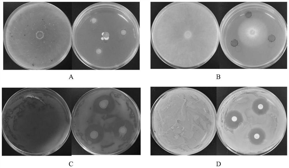 Preparation method and antibacterial application of camphor tree essential oil