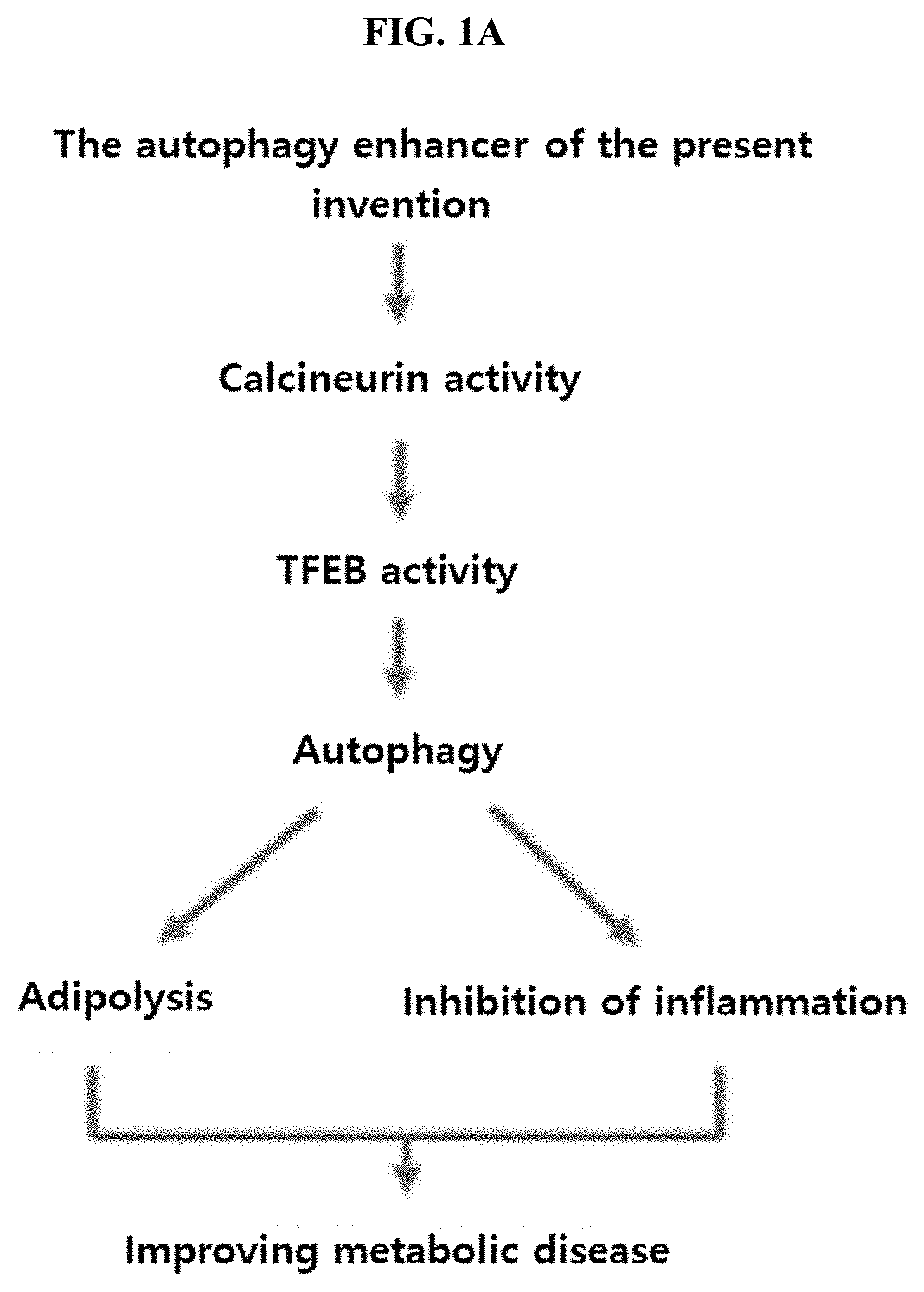 Autophagy enhancer and use thereof