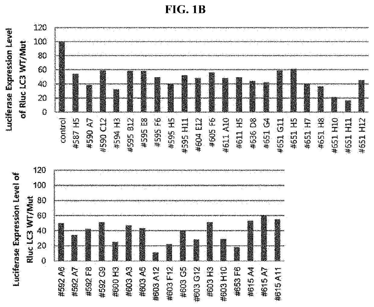 Autophagy enhancer and use thereof